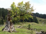 Wanderung ins Wildental - 17.9.2007
