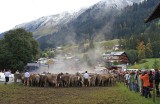 Kleinwalsertal 2007 - Viehscheid am 19.9.2007