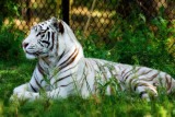 White Tiger