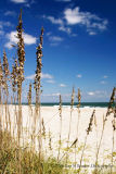 Sea Oats