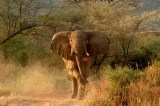 Elephant at Dawn