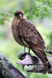 Raptors