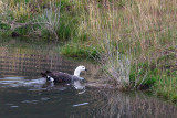 Geese