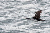 Flying