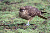 Caracara