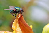 The green fly