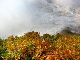 le tapis jaune et rouge de l'automne