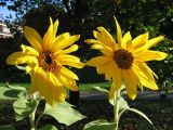 les deux tournesols du jardin