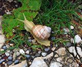 L'escargot de la Barillette