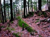 Forêt d'automne à St-Nicolas