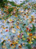 mélange d'automne et d'hiver