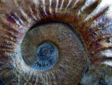 ammonite gante