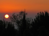 le soleil au raz des arbres