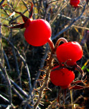 derniers fruits rouges avant la neige