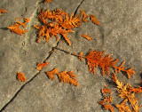 fragments d'automne