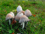 Champignons blancs dans les prs