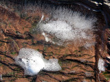 un hérisson de glace