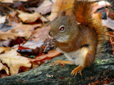 L'écureuil du parc