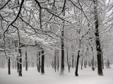 la forêt pendant la tempête
