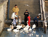 Des touristes et des cygnes