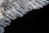 écaille de glace