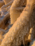 corail de glace