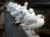 la range des mouettes