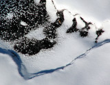 costale neigeuse