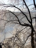 l'arbre en glace