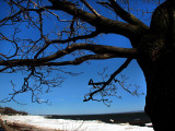 l'arbre du st-laurent