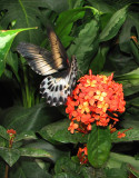 hortensias et ailes ouvertes