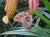 avec les plantes carnivores