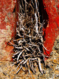 racines sches dans mur rouille