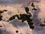 mousse printanière