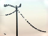 les oiseaux d'Hitchcock