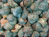 coquillages turquoises
