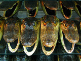 gueules d'alligators