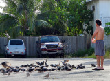 le lunch des pigeons