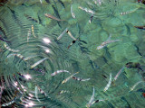 poissons de lile