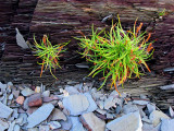 deux touffes d'herbes