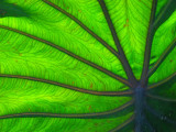 contrejour sur une feuille