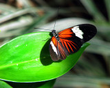 sur la feuille verte
