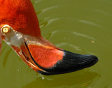 le sourire du flamand rose