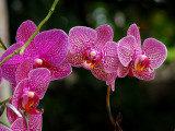 Orchidée tigrée bourgogne
