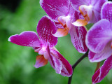 orchide orange et violette