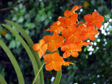 Les orchides oranges
