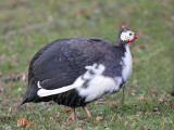 Helmeted Guineafowl 01