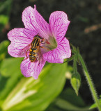 Flower & Bee