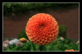 Perfect symmetry - Pompon dahlia