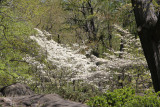 ir-130501_09955_11-33.jpg